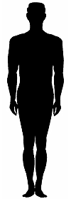 Average Body Shape