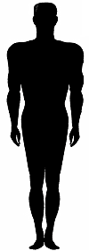 Athletic Body Shape